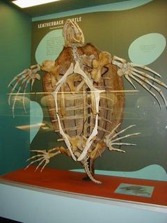 Leatherback Turtle skeleton<br>Location: <a href="https://www.google.com/maps/search/?api=1&query=38.89096,-77.02601" target="_new">Smithsonian National Museum of Natural History</a>
